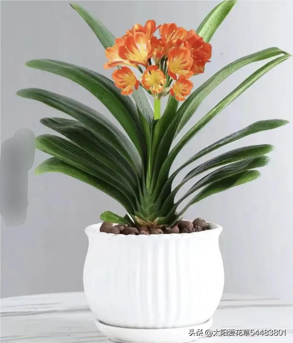 君子兰怎么养才能旺盛容易开花,怎么养君子兰才能开花茂盛