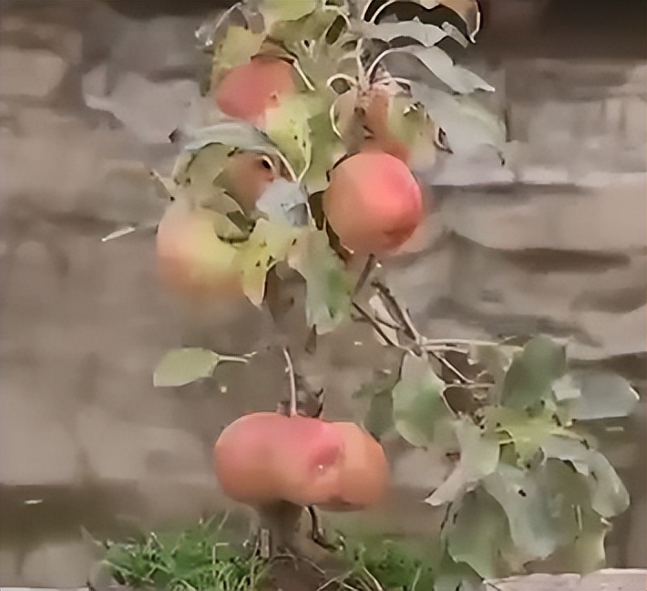河北大叔遇天降横财，把各种水果种在花盆里，最贵一盆卖到几万元