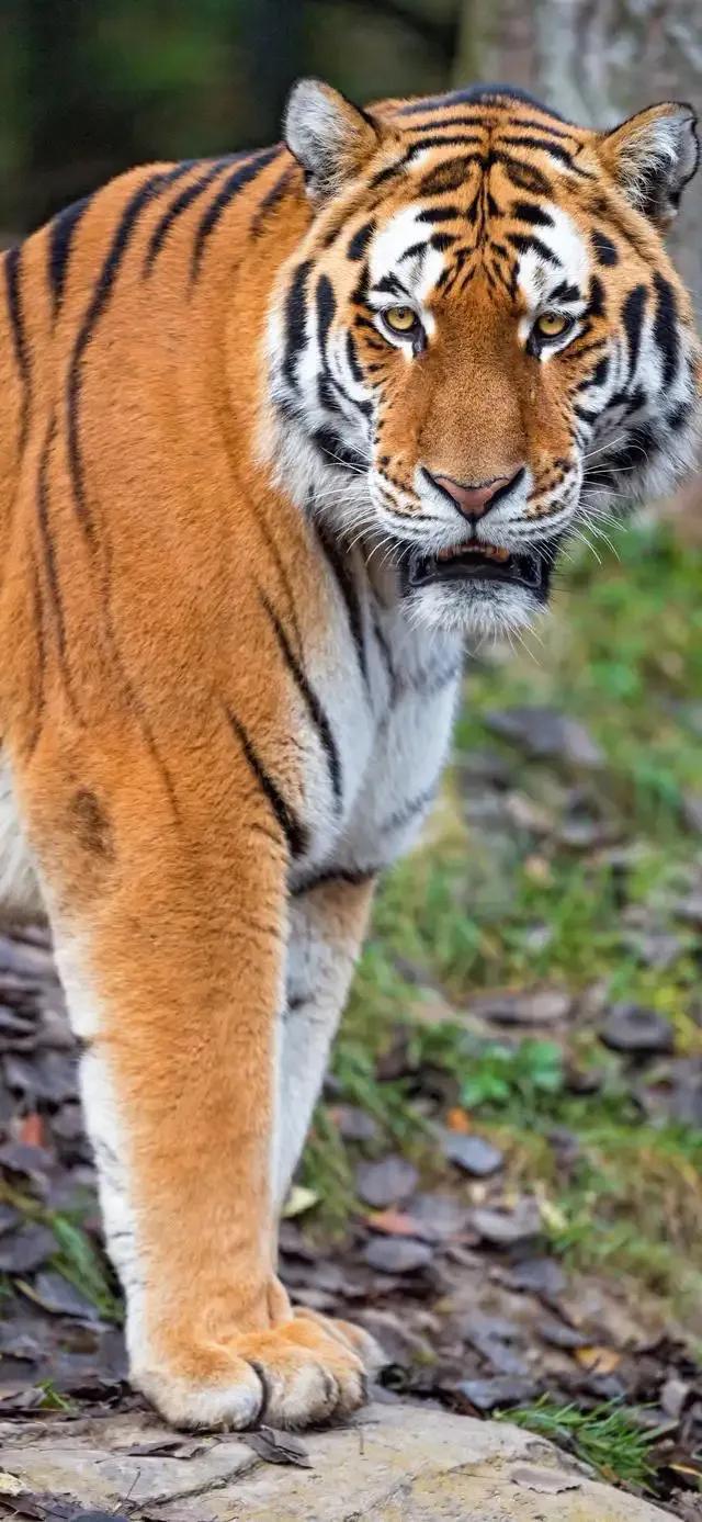 戏说老虎图文杂汇