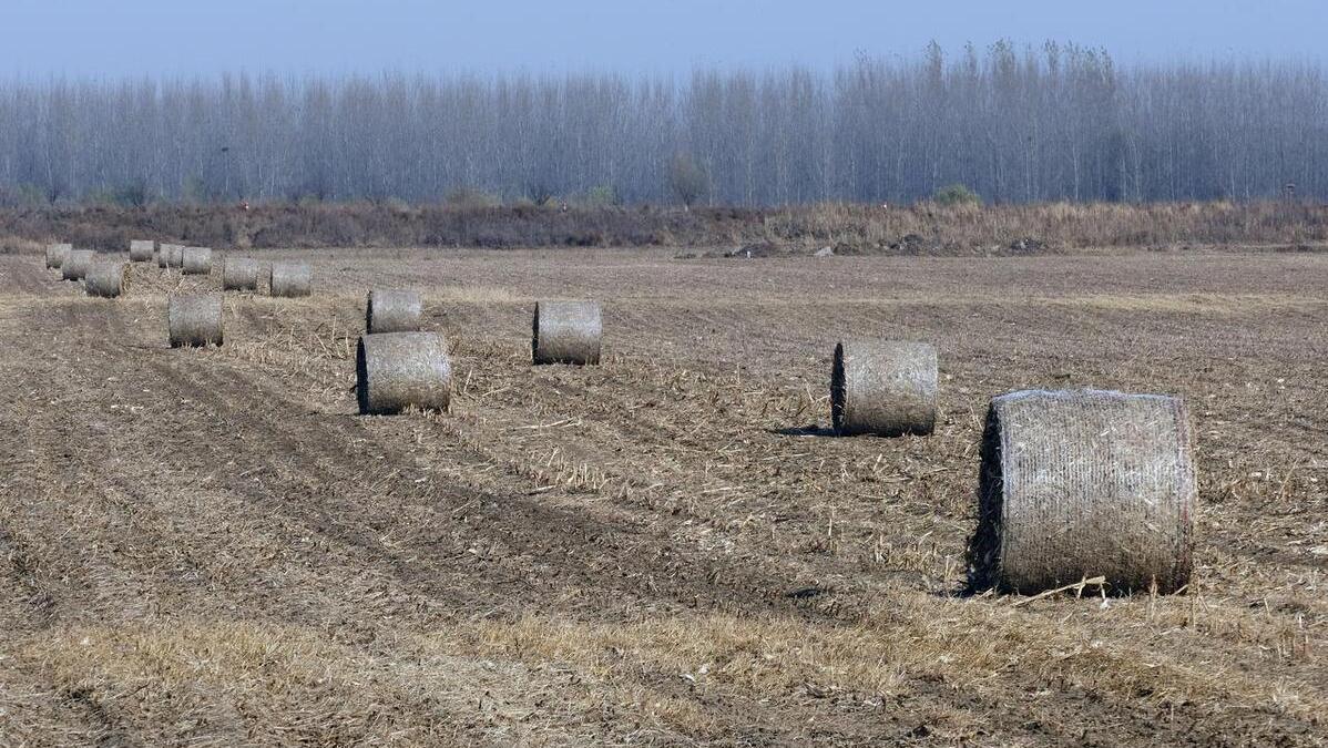 为什么小麦秸秆比小麦赚钱？四川高管放弃高薪，靠秸秆年入40万