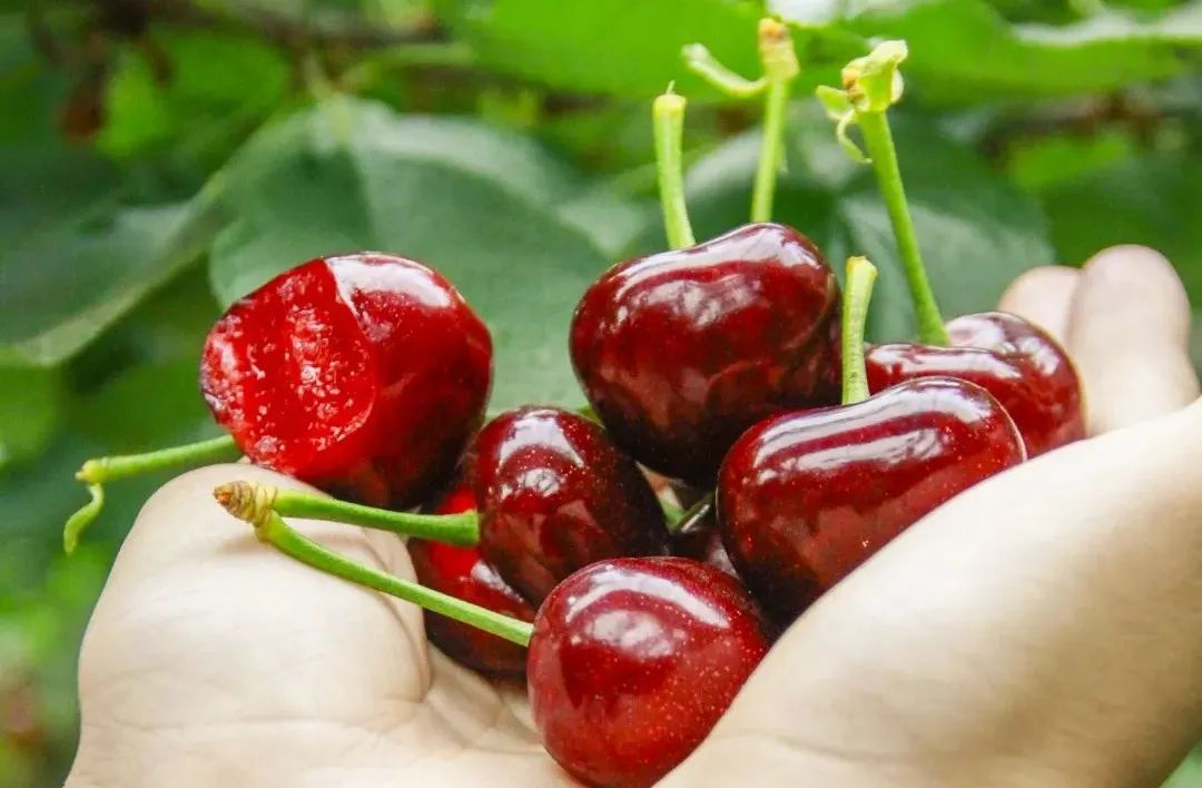 山东人的家乡情结,山东人远方的家乡