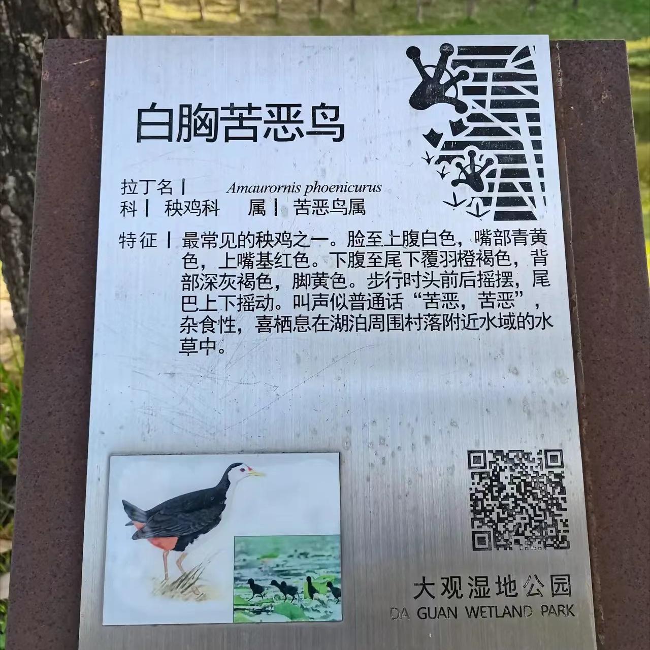湿地公园里的树木,湿地公园的花图片