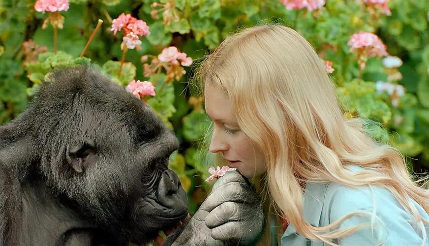 人兽真能杂交？日本批准“人兽杂交嵌合体试验”，福音还是灾难？