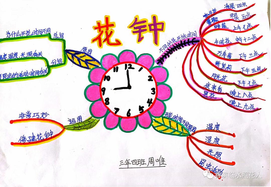 三年级下册语文花钟思维导图简单,三年级下册第13课花钟做思维导图