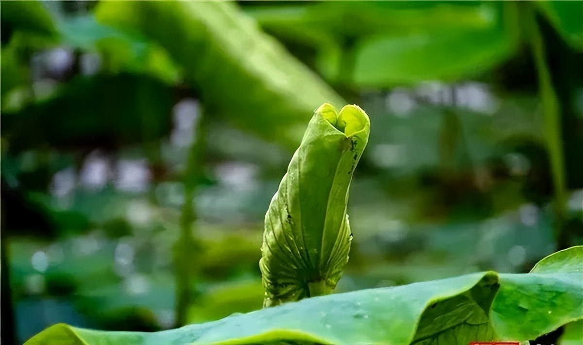 2022怀化可以看荷花的地方,美好怀化