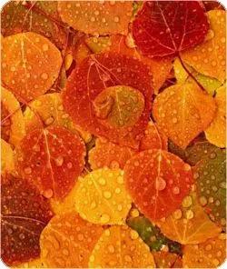 头条挑战赛：对《七律·秋兴（平水韵/孤雁出群格）》的引证解释