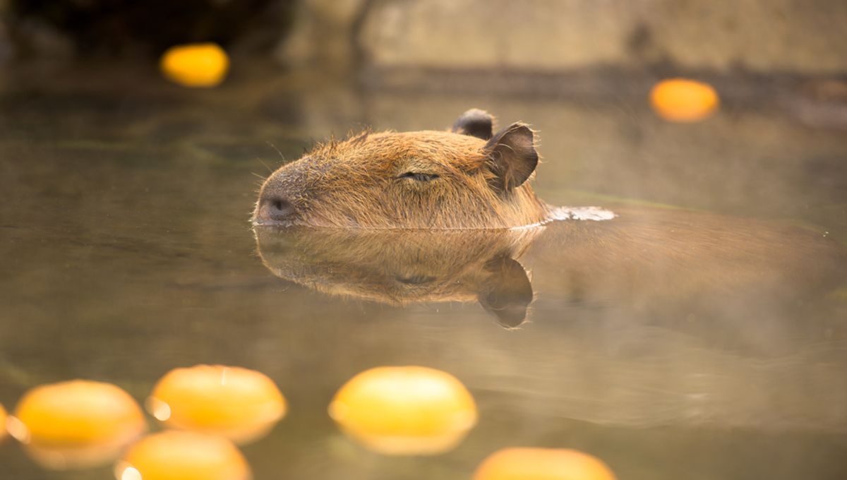 边洗澡边吃橙子像猴子,边洗澡边吃橙子的感觉