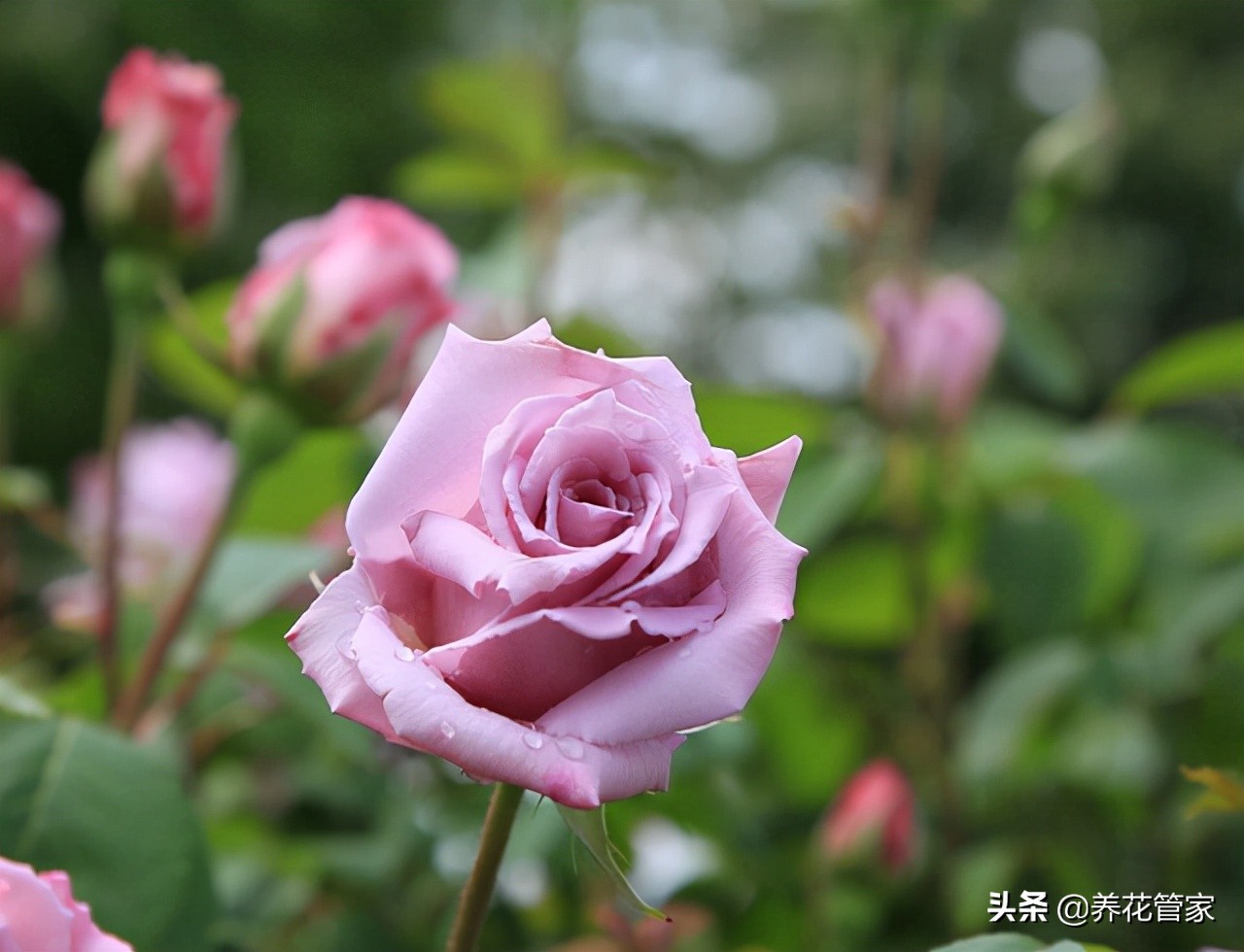 哪种紫色的月季最好看,蓝紫色的月季有哪些