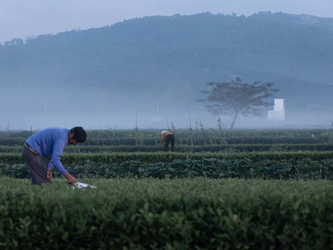 中国茶申遗成功吗,中国茶申遗成功44项名单