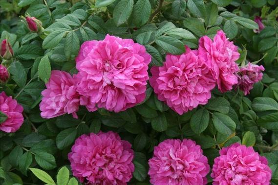 漂亮女人适合养什么花,适合盆栽的女人花