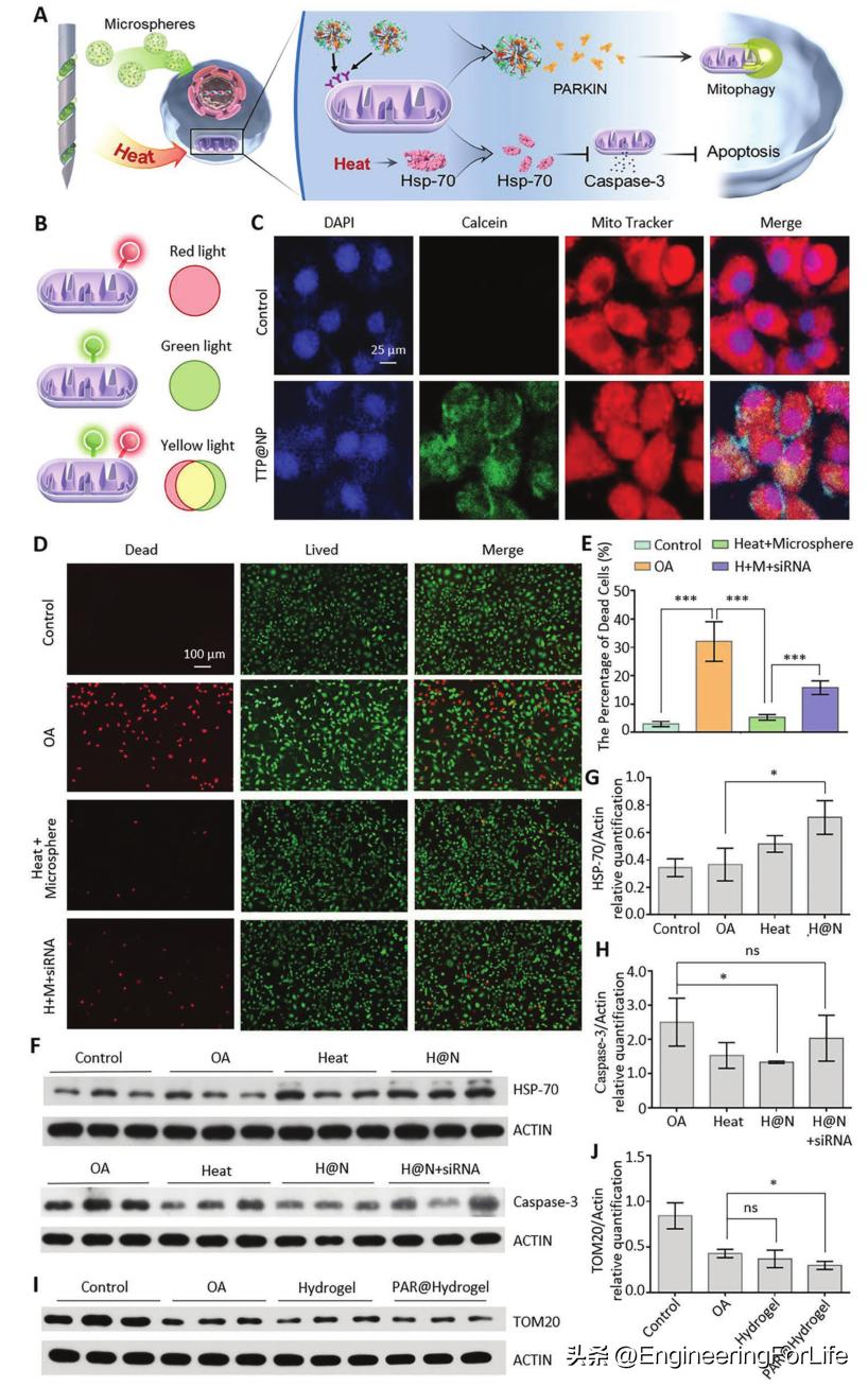 妙！微球嵌微针，一篇AFM