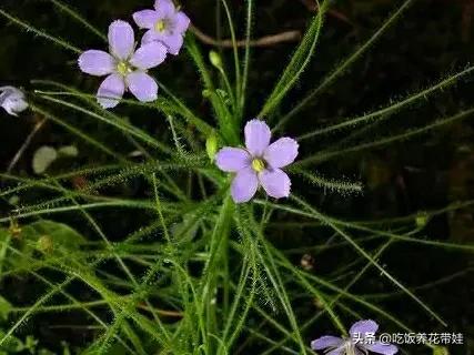 植物中的捕猎高手,植物界的捕猎大师