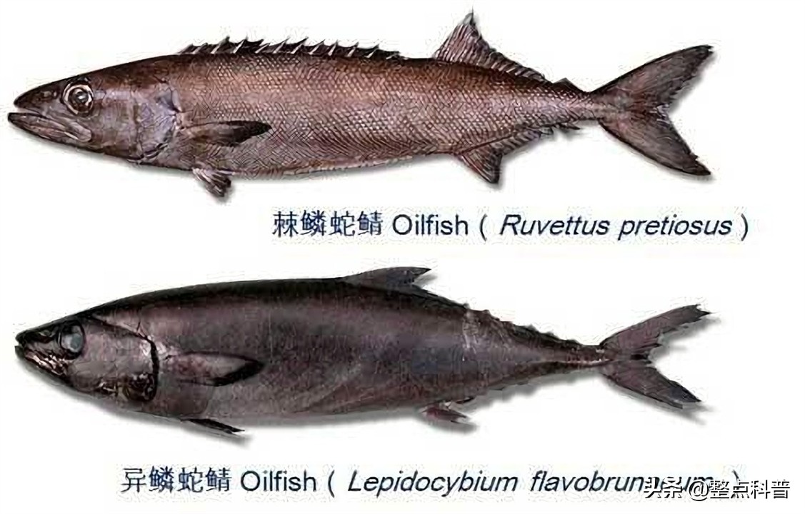 油鱼的副作用和危害,油鱼有害处吗