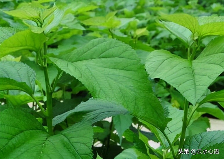 关于陆游的忧愁诗句,陆游最雄浑苍凉的一首诗