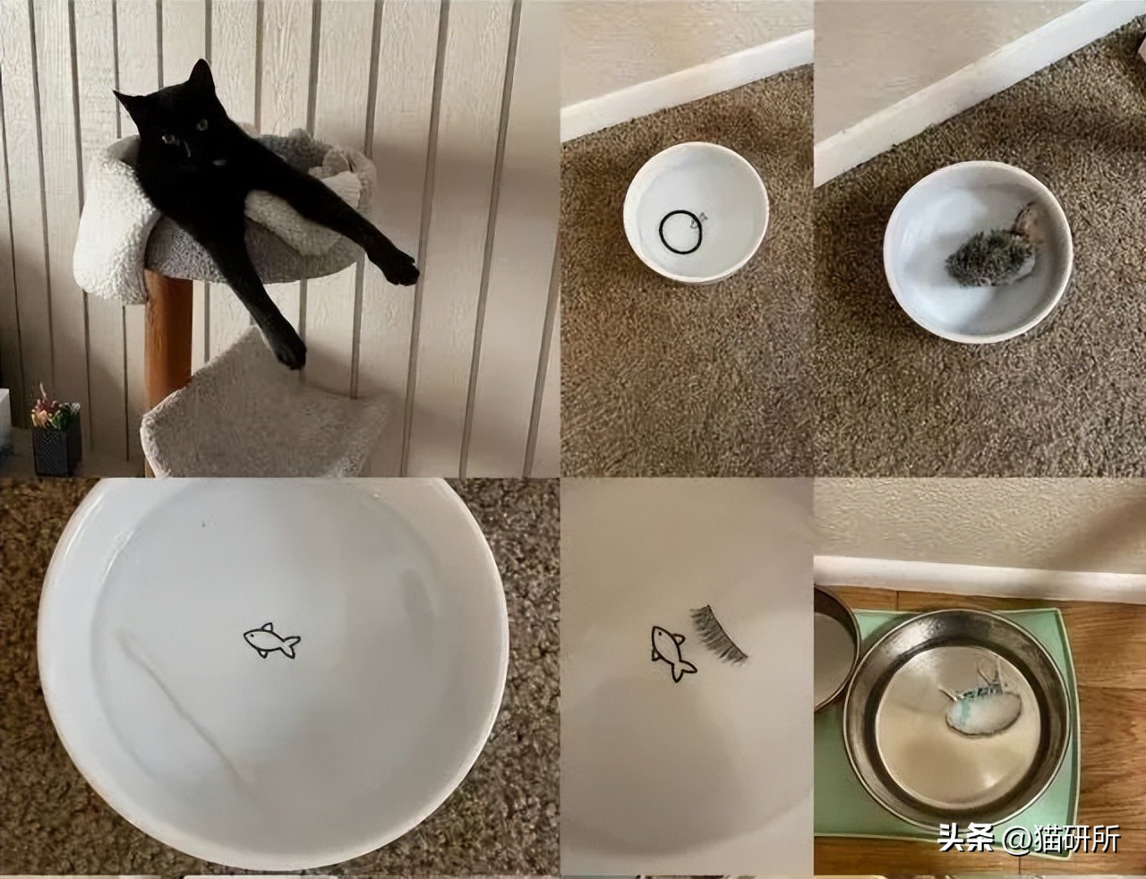 猫咪为啥叼着玩具嚎叫?谷歌569万搜索解密...