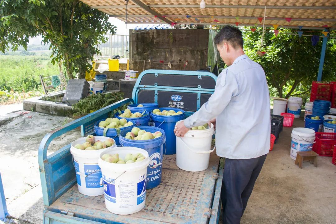 鹰嘴桃脆香甜,赣南鹰嘴桃新鲜现摘