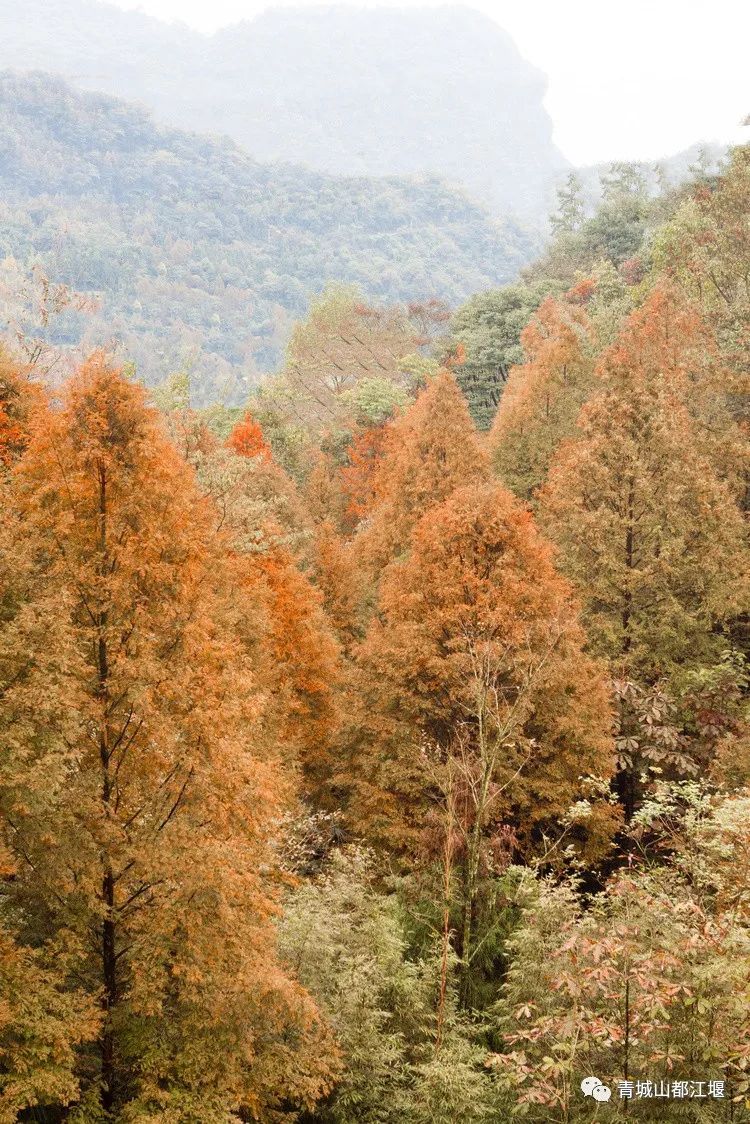 立冬气温仅13℃!快来领取都江堰专属的『入冬四件套』,品围炉暖食、享竹林温泉......成都1.5h直达~