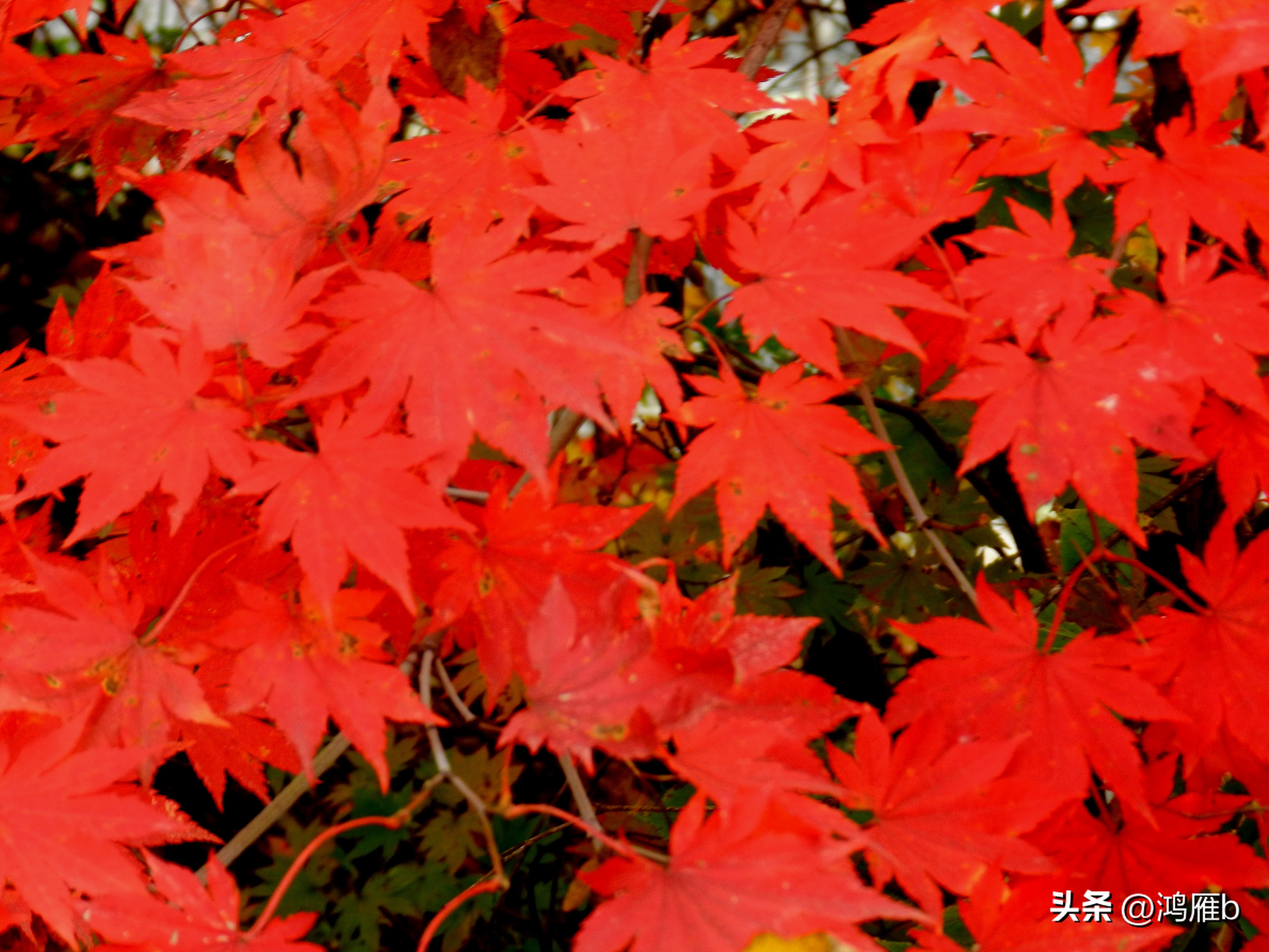 本溪温泉汤沟门票价格,本溪花溪沐枫雪温泉小镇