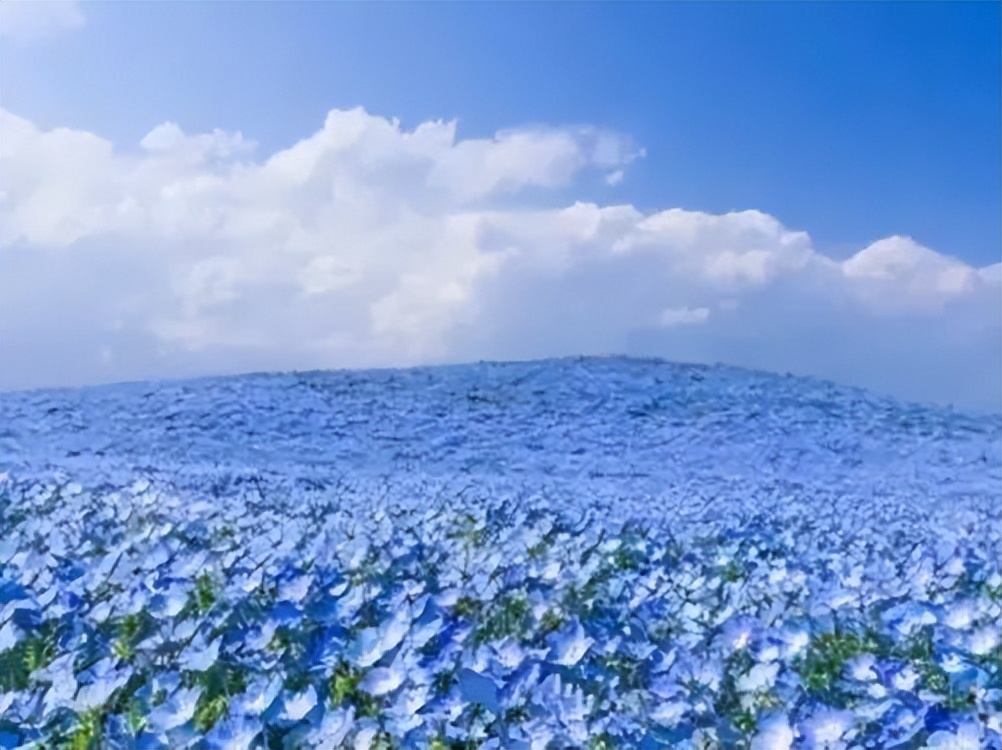 花田小镇爱丽丝,8000亩花田小镇
