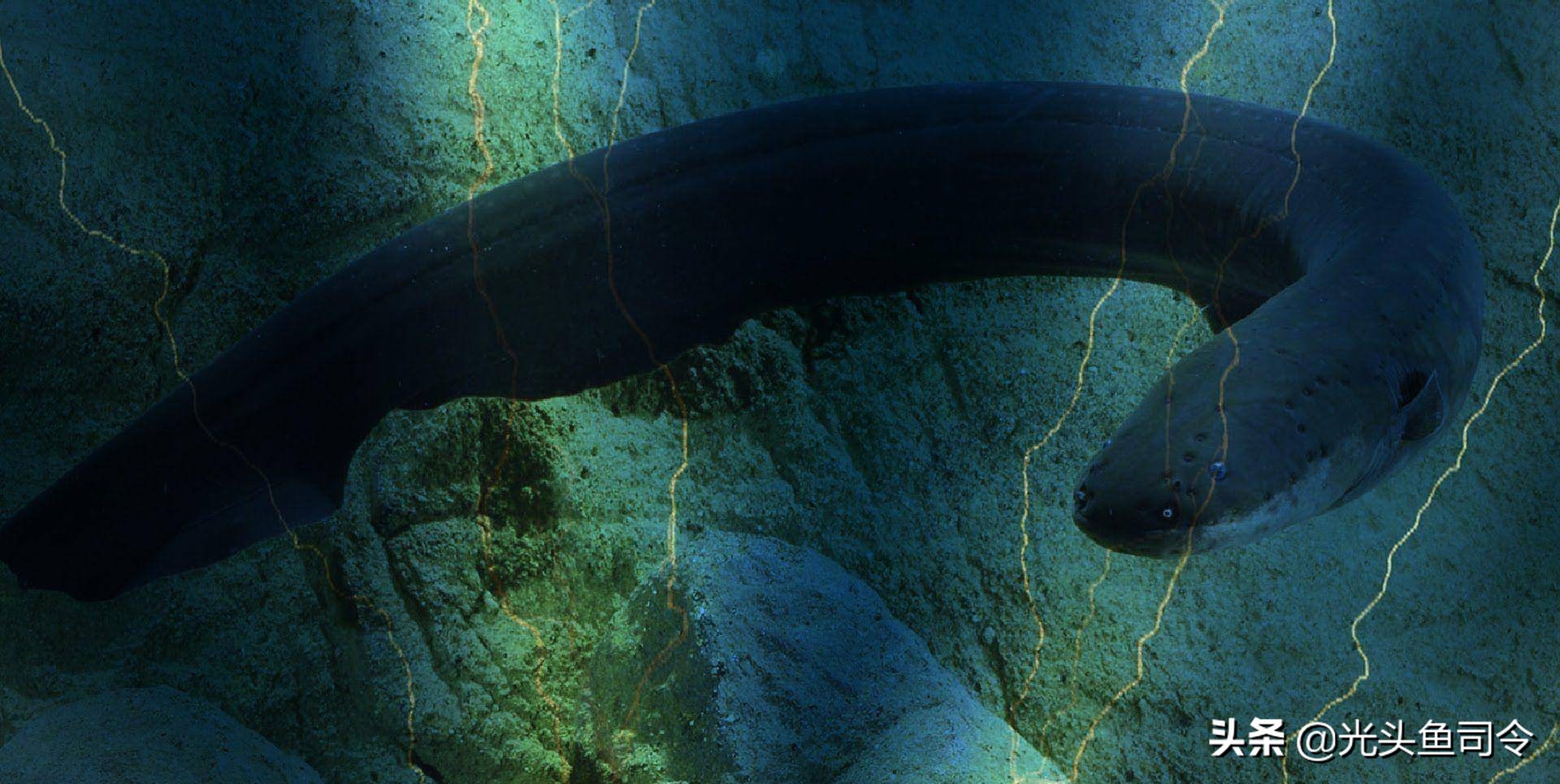2亿年进化了6次，号称“水下高压电”的电鳗，为何被吃到濒危？