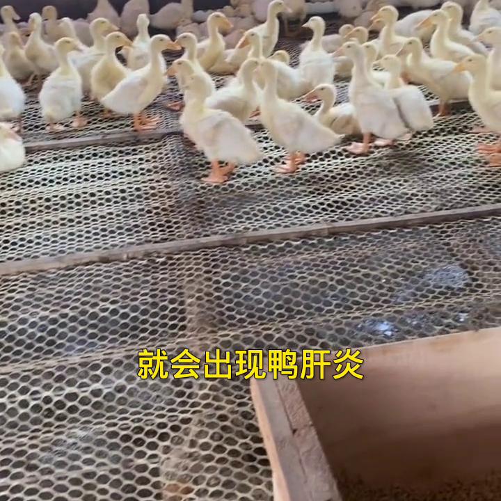 合同鸭养殖费用明细,合同鸭养殖骗局