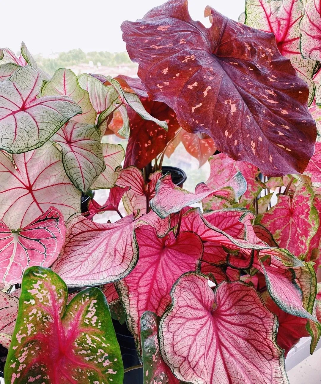 睡觉房间里养什么花草最好,卧室里适合养什么东西