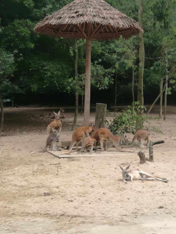 番禺长隆野生动物酒店住宿攻略,长隆野生动物世界金蛇秘境视频