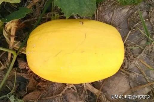 金丝南瓜有多贵,金丝南瓜都是金黄色吗