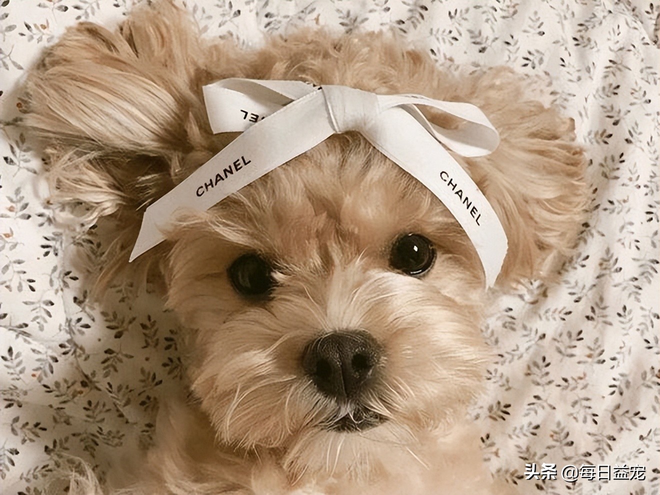 泰迪犬挑食怎么办?铲屎官这样做,效果极好