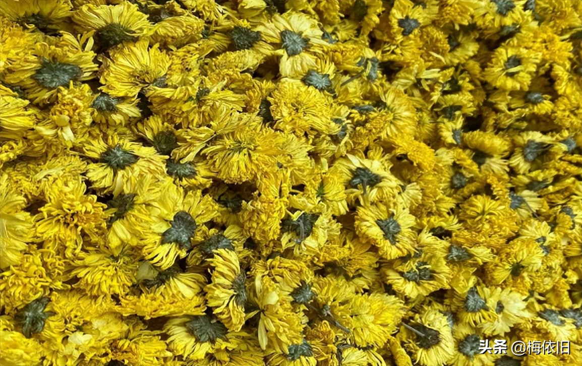 菊花茶的菊花怎么选,常见菊花茶品种