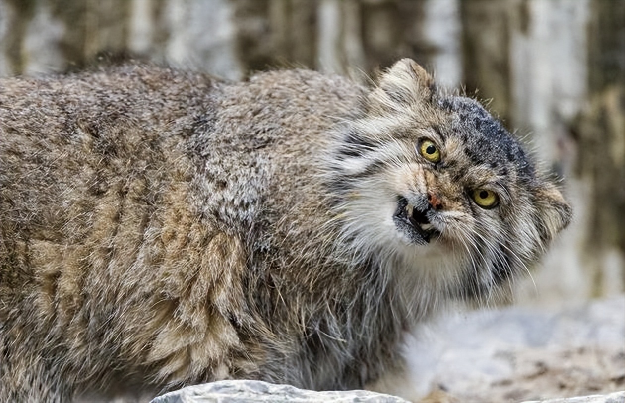 国内禁止养的四种猫,已经养了的禁养猫怎么处理
