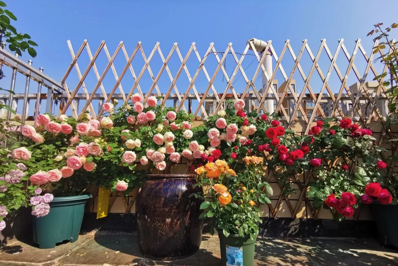 春天种的花花草草,9种花掐根枝就能活不用管就爆盆