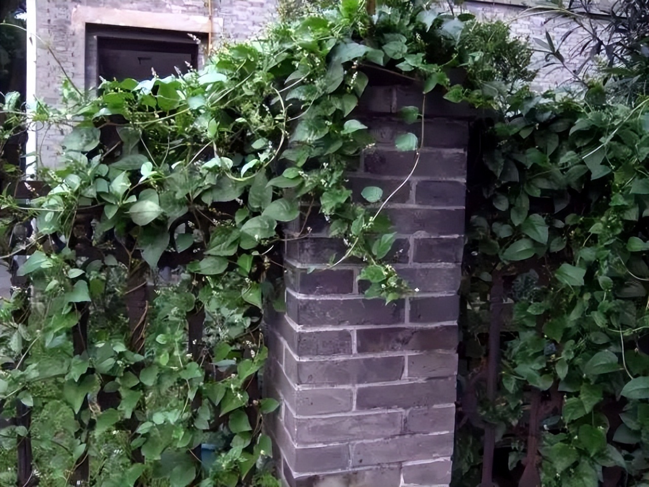 木耳菜能生吃的吗,木耳菜可以随便吃吗