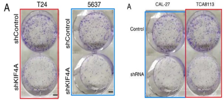 天津医科大学第二医院的9分论文遭评议！疑似与同期论文多图重叠