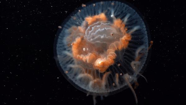 这道著名海鲜你可能吃过，但不太可能见过它死前真面目