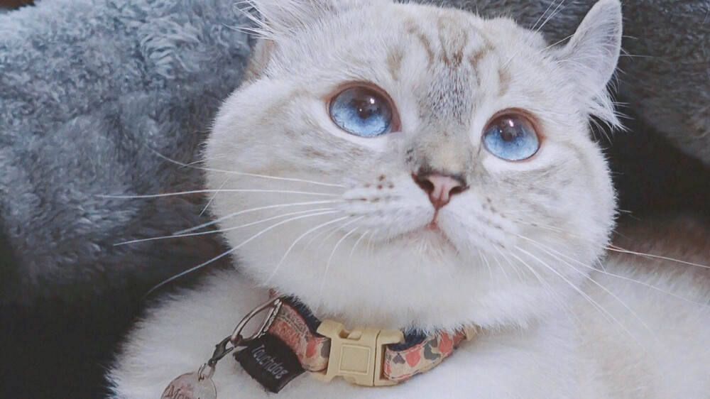 双子座和射手座的爱情指数,射手座和双子座谁更难定心