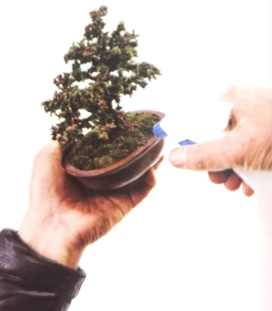 苔藓盆景怎么养水苔,苔藓盆景的养殖方法解答