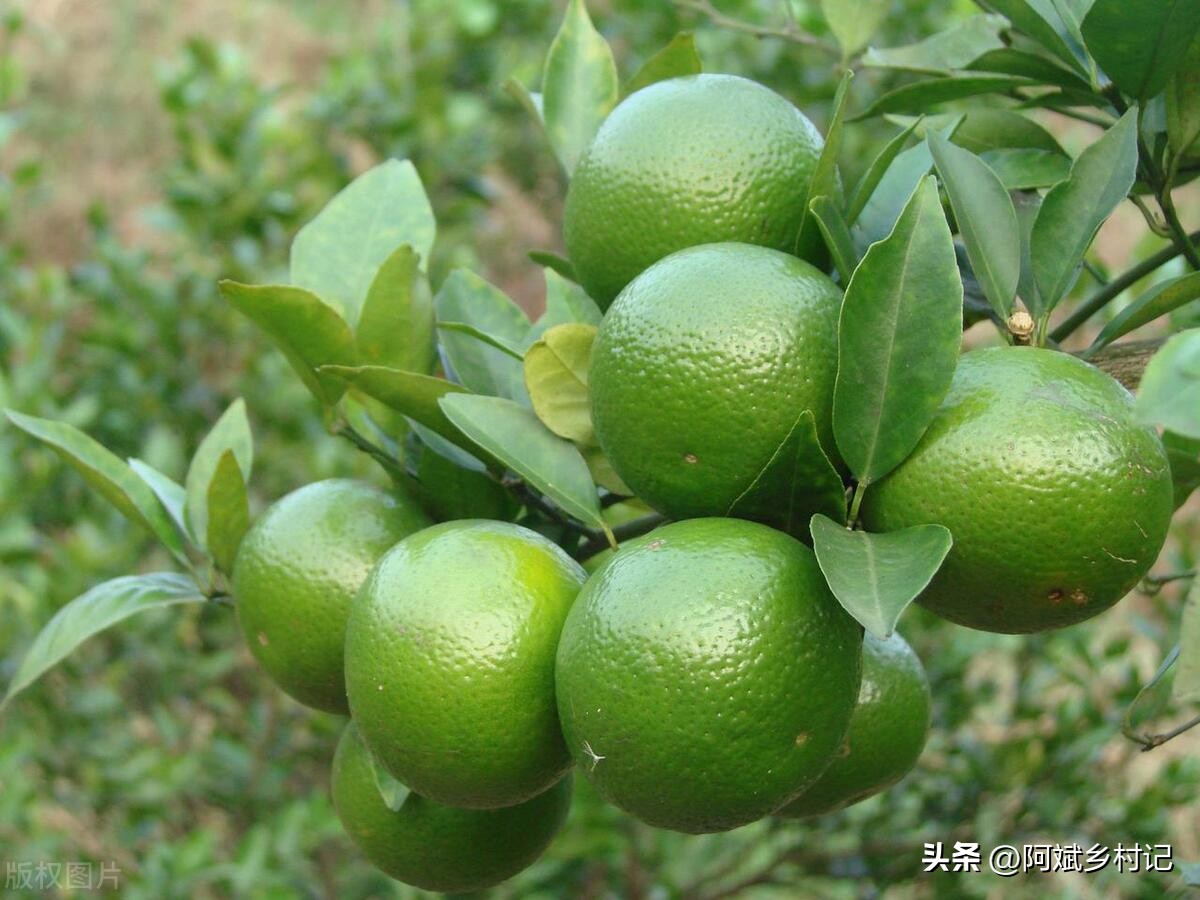 农村种地一亩田一年能赚10万,农村种植一亩三分地赚多少