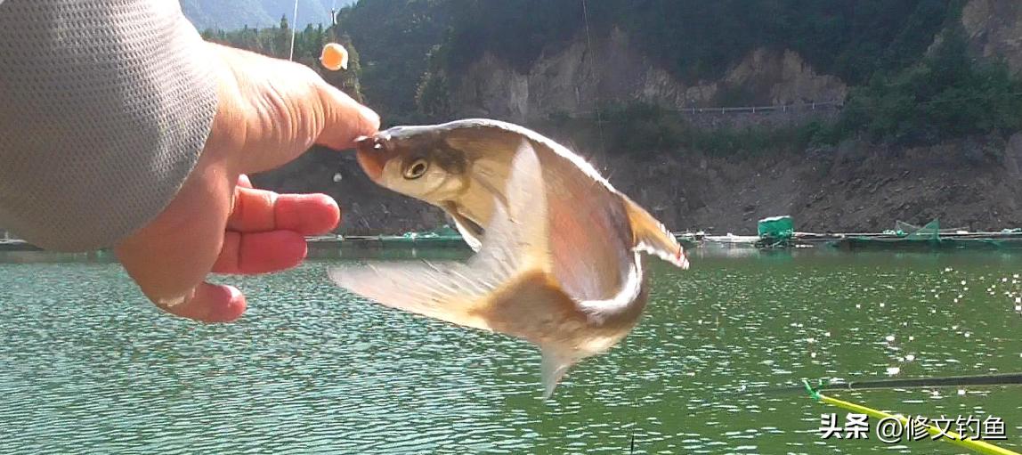 翘嘴怎样才能爆护,翘嘴怎么爆护