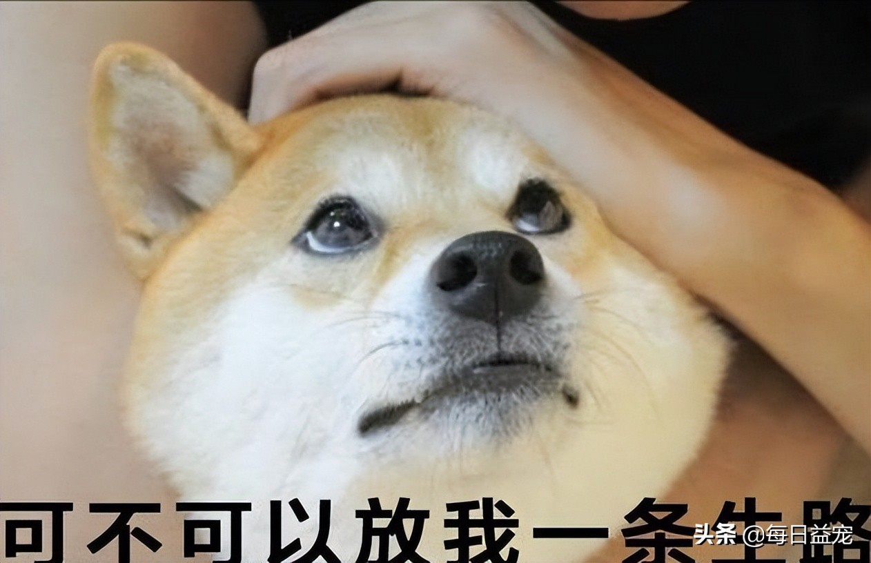 狗狗误食异物中毒怎么办,狗狗误食有毒食物死亡