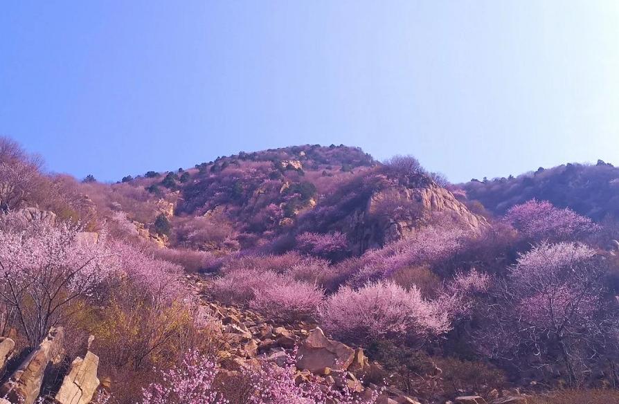 西安桃花观赏最佳地点,西安桃花潭公园桃花什么时候开