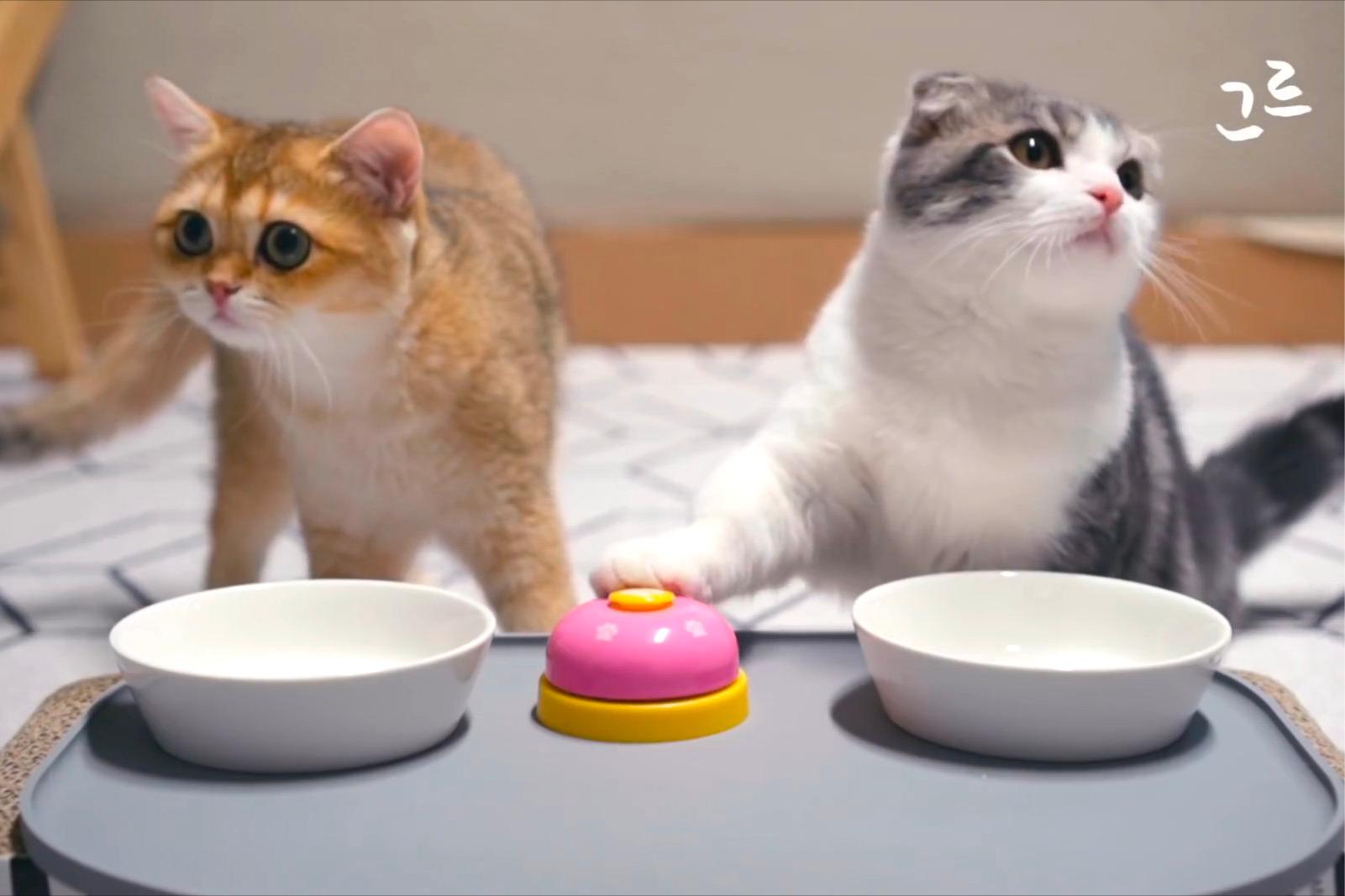 如果孩子想要一只宠物，家长先别左右为难，看完这篇文章再做决定