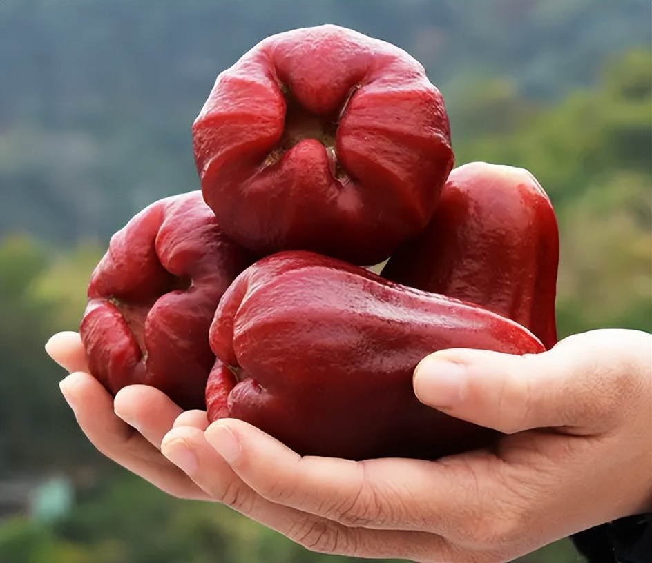 南方十大好吃水果有哪些,南方十大水果