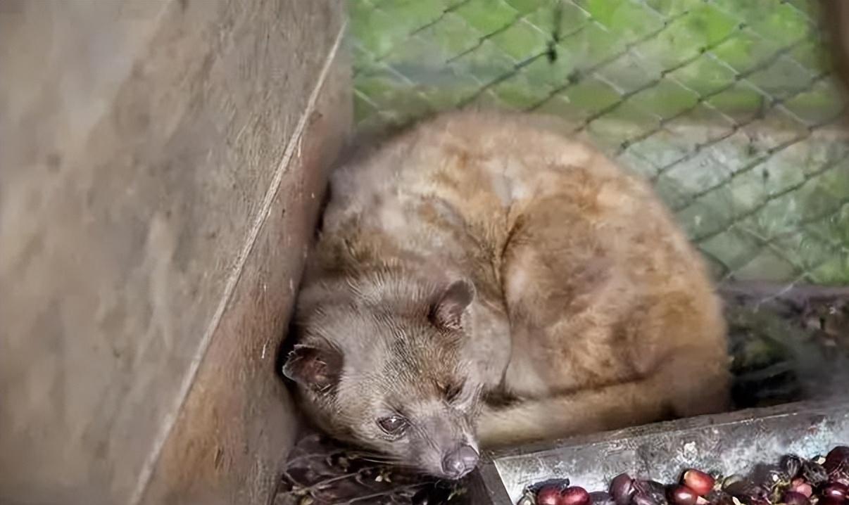 猫屎咖啡豆真是拉出来的吗,猫屎咖啡豆是什么样子