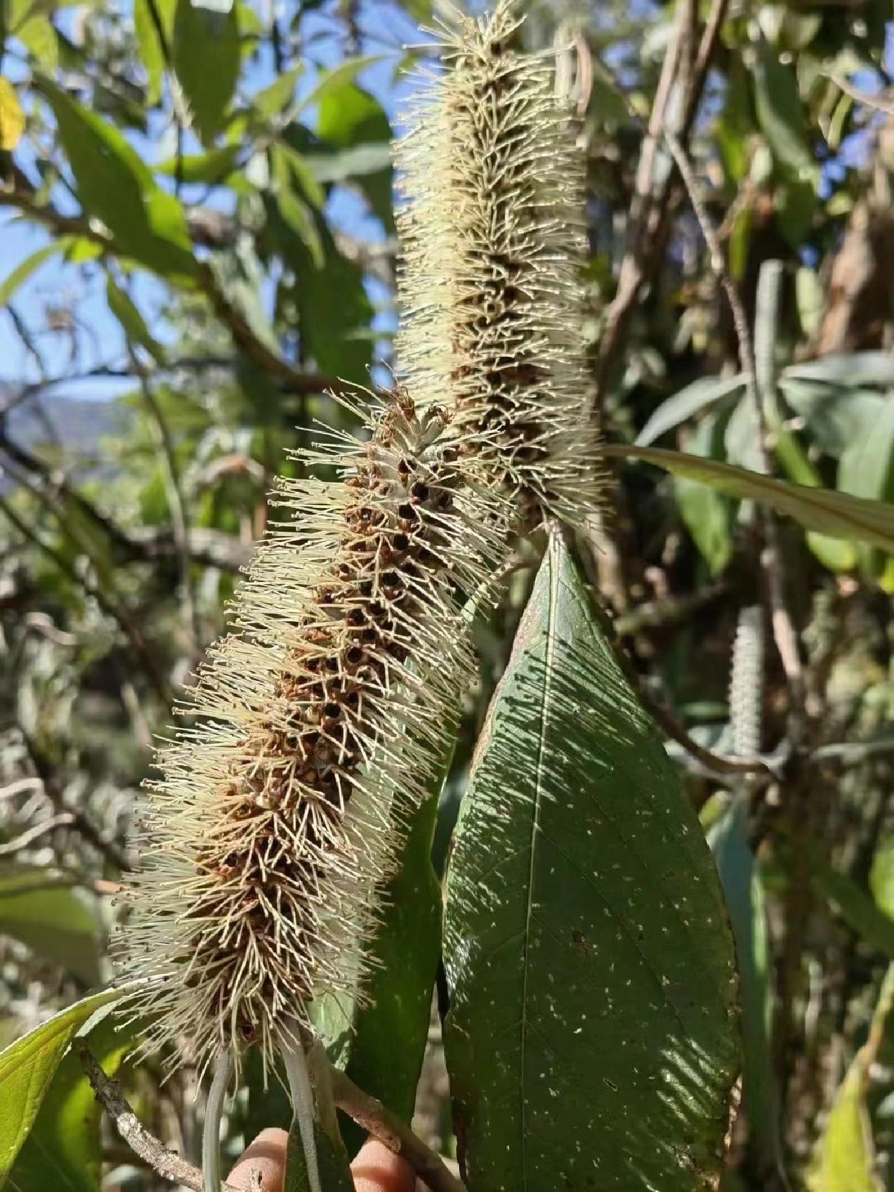 云南野生黑蜂蜜,云南黑蜂蜜到底是真是假
