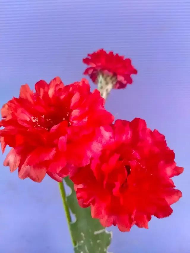 真爱有毒小说13,真爱有毒148