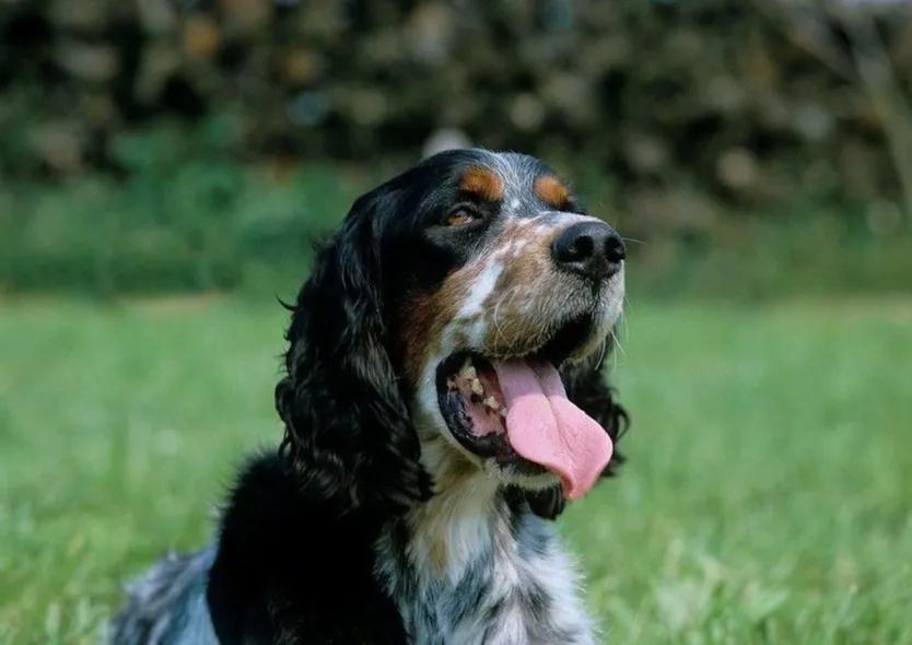 狗狗舌头的秘密居然有7个,狗狗的舌头为什么是黑的