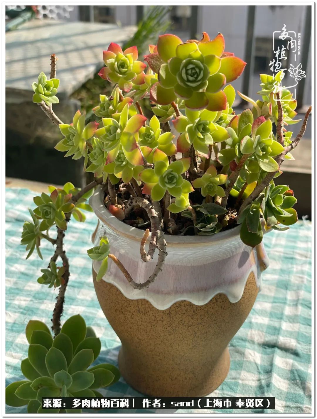 养点花草给生活添点乐趣,养点花花草草心情自然会好