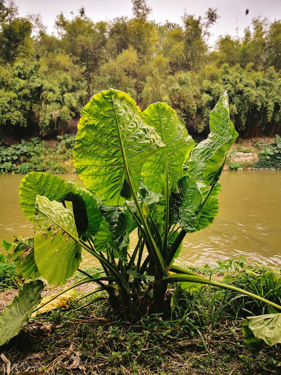 滴水观音烂根怎么处理,滴水观音烂根怎样处理