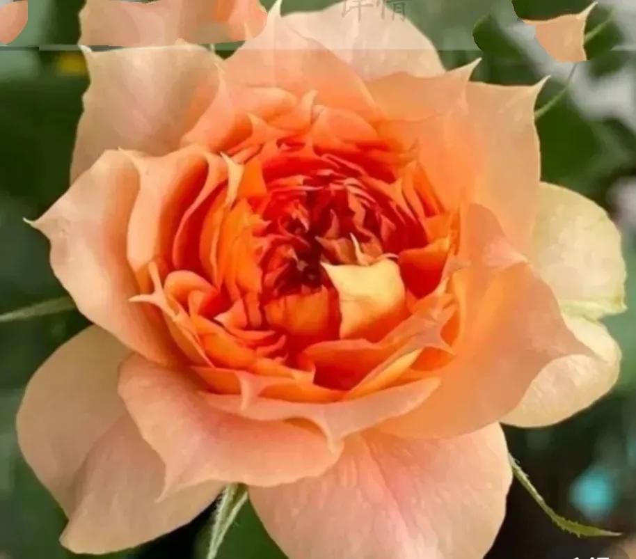 失眠吃中药能睡药一停又会失眠吗,失眠吃中药副作用大吗